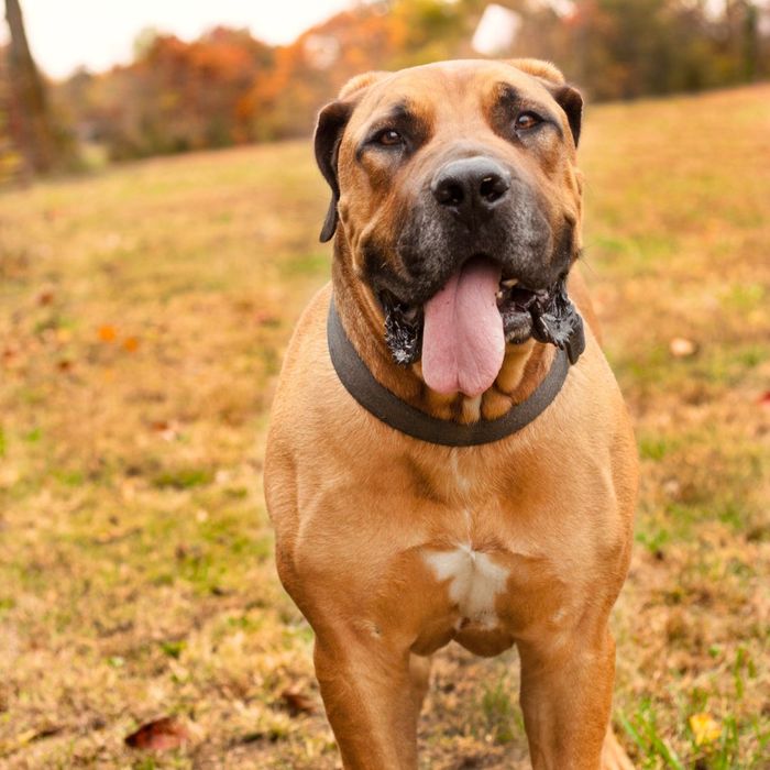 Best Dog Food For South African Boerboel Why South African Boerboels Are Ideal Farm Dogs - Read On - Top Tier
